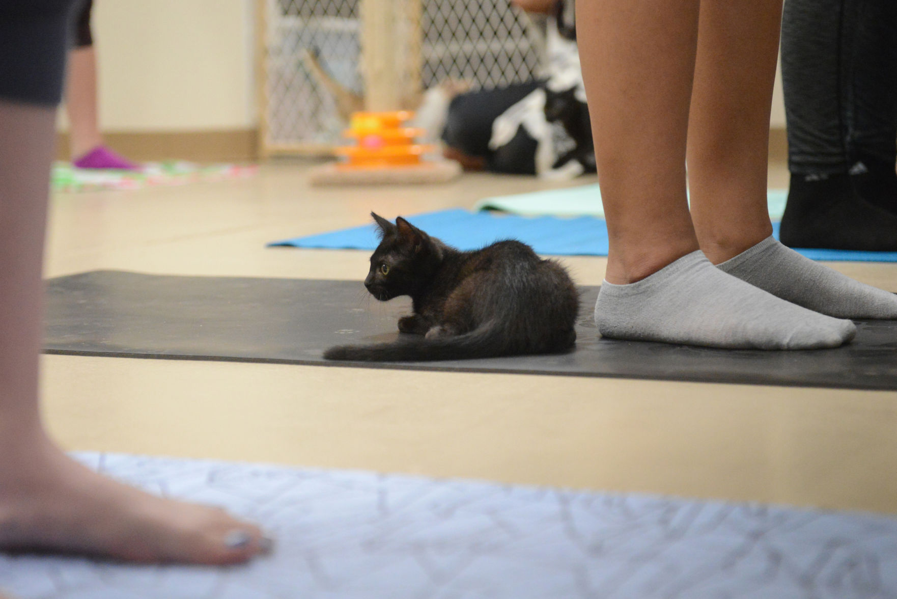 Cat Yoga at Aggieland Humane Society
